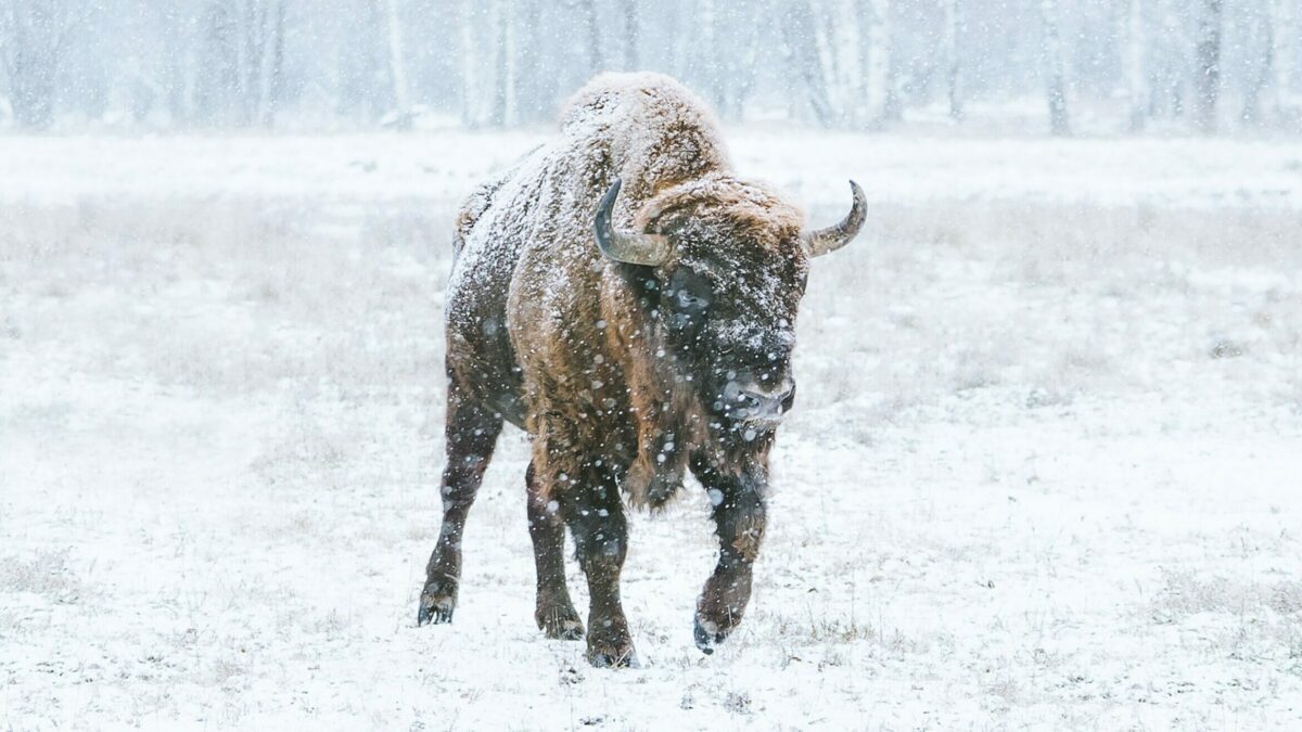 buffalo in storm
