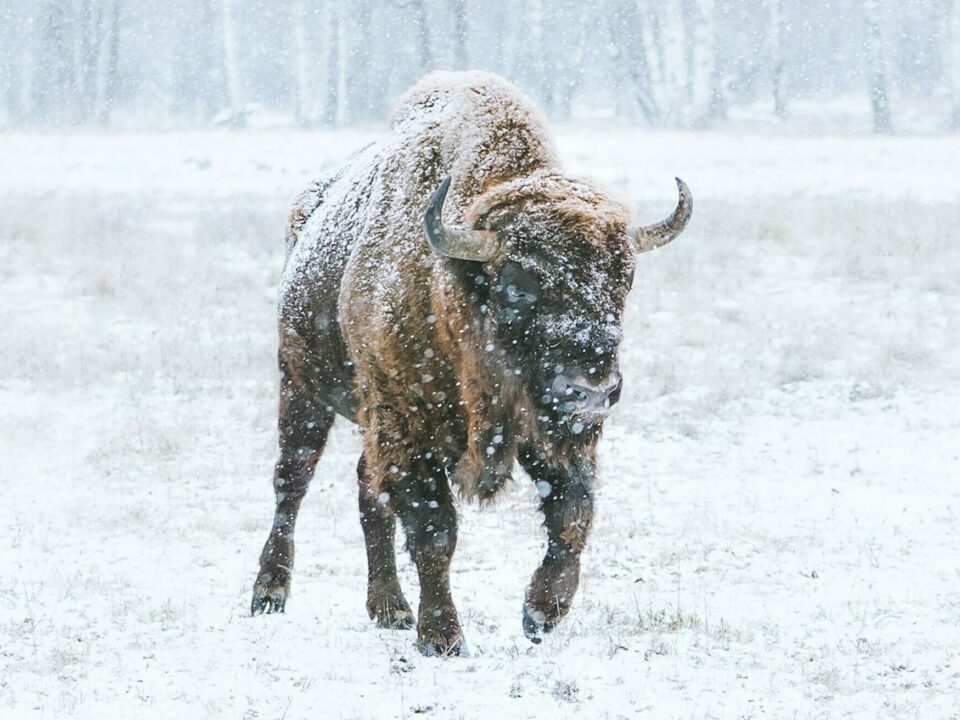 buffalo in storm