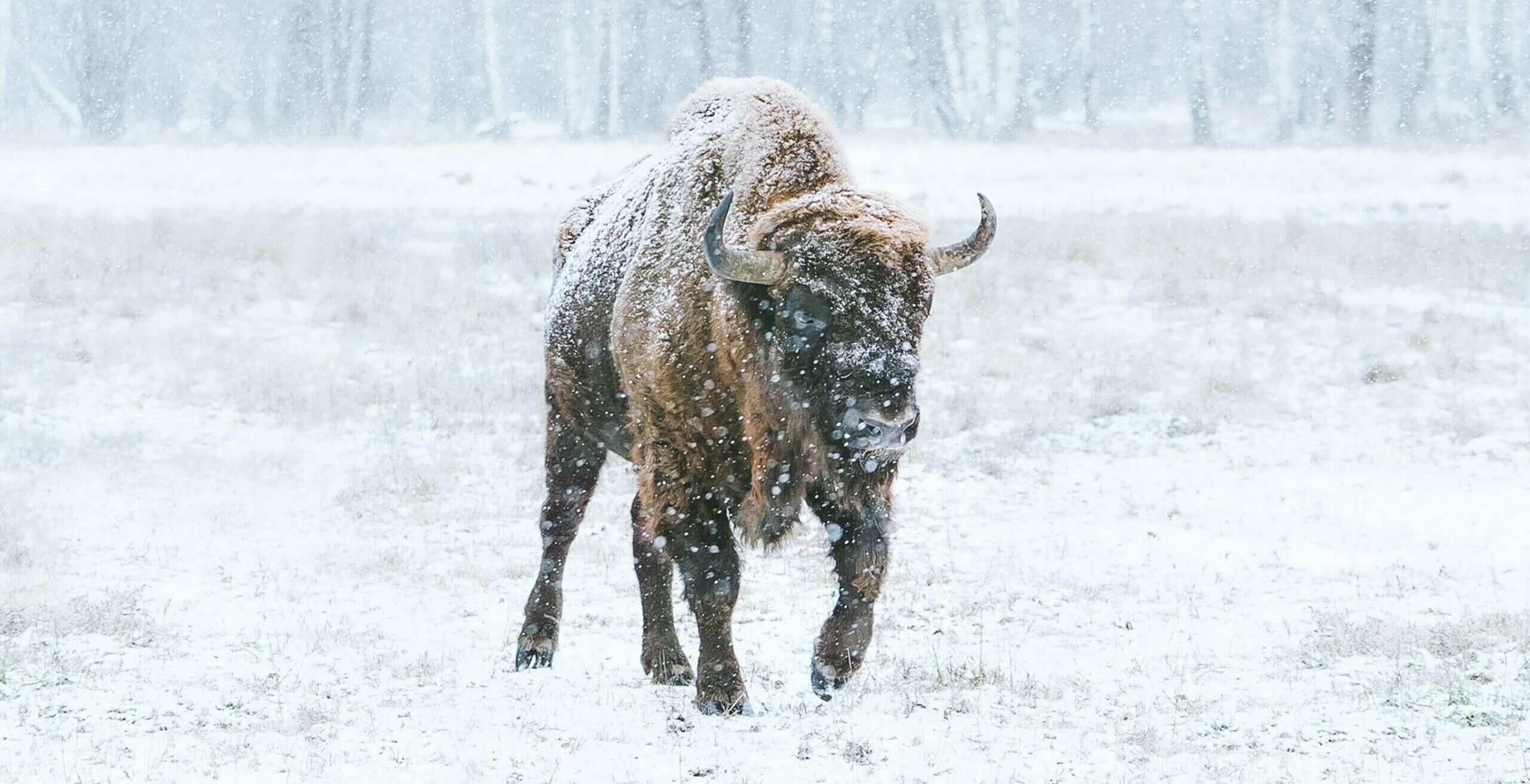 buffalo